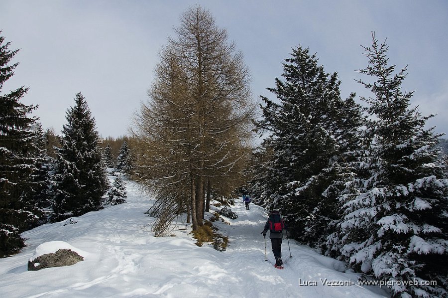 01-Inizio nel bosco rado.jpg